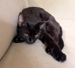 Lost Male Cat last seen Near tall pines dr houston texas 77088, Houston, TX 77088