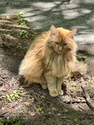 Lost Male Cat last seen Dekle Drive and Edgewater, Athens, GA 30605