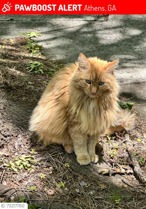 Lost Male Cat last seen Dekle Drive and Edgewater, Athens, GA 30605