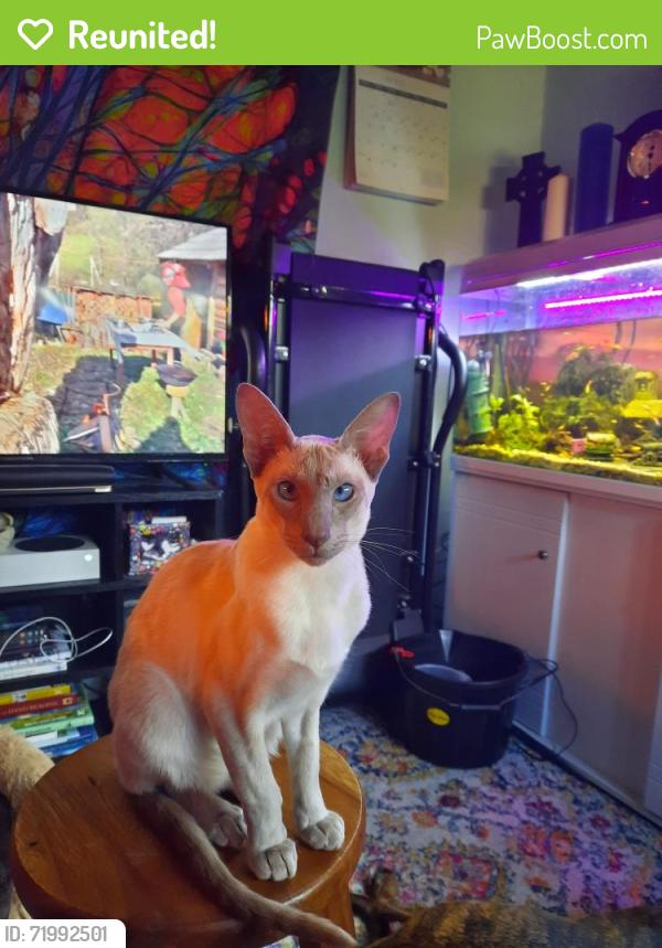 Reunited Male Cat last seen Thornleigh road, m147rb, Fallowfield, England M14 7RB