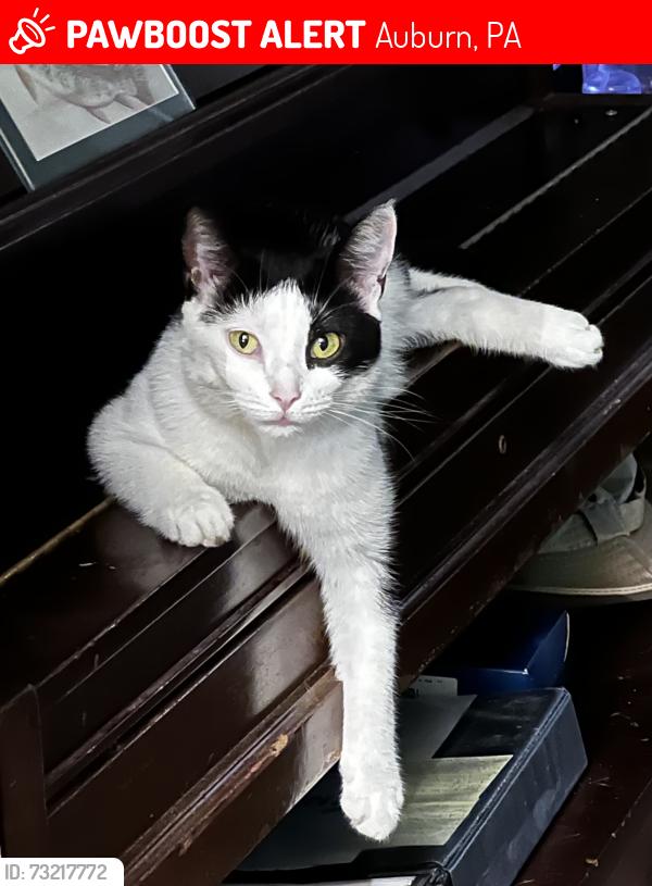 Lost Female Cat last seen Lemon alley, pine street, Auburn, PA 17922