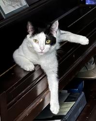 Lost Female Cat last seen Lemon alley, pine street, Auburn, PA 17922