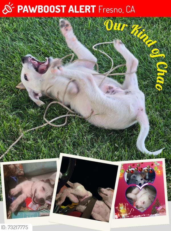 Lost Male Dog last seen First and bullard, Fresno, CA 93710