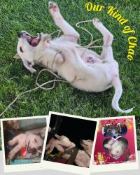 Lost Male Dog last seen First and bullard, Fresno, CA 93710