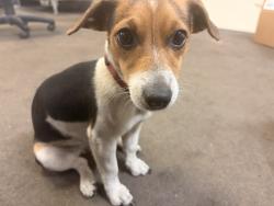 Lost Female Dog last seen Near applied transmissions, Clearwater, FL 33764