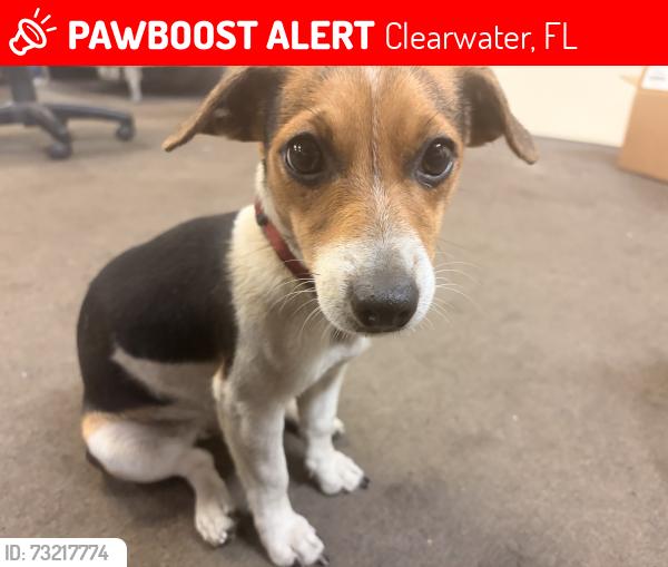 Lost Female Dog last seen Near applied transmissions, Clearwater, FL 33764