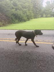 Found/Stray Unknown Dog last seen Pine Ridge Rd Lexington Nc, Lexington, NC 27295