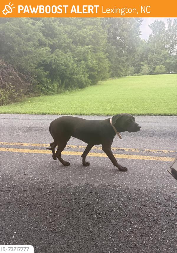 Found/Stray Unknown Dog last seen Pine Ridge Rd Lexington Nc, Lexington, NC 27295