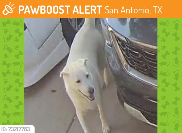 Found/Stray Unknown Dog last seen Braun Point/Gentle Point, San Antonio, TX 78254