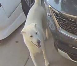 Found/Stray Unknown Dog last seen Braun Point/Gentle Point, San Antonio, TX 78254