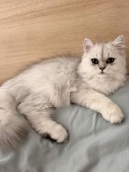 Lost Male Cat last seen Queechy Lake, Canaan, NY 12029