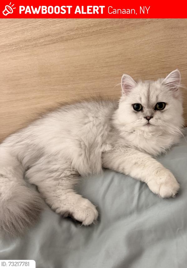 Lost Male Cat last seen Queechy Lake, Canaan, NY 12029