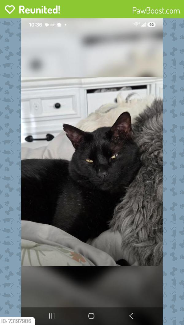 Reunited Male Cat last seen Chambers and Mississippi, Aurora, CO 80017