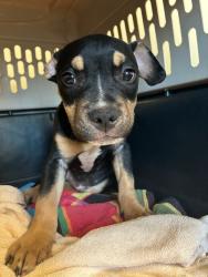 Shelter Stray Male Dog last seen , 22415 Groesbeck Hwy, Warren, MI 48089, USA