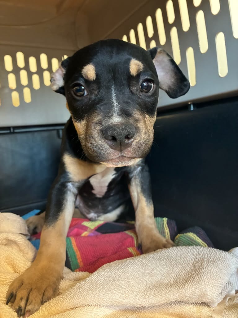 Shelter Stray Male Dog last seen , 22415 Groesbeck Hwy, Warren, MI 48089, USA