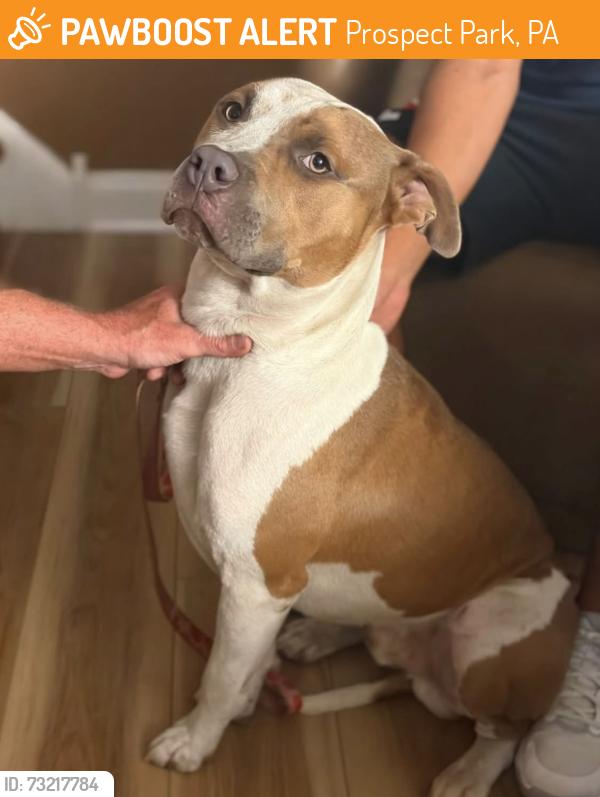 Found/Stray Male Dog last seen Madison Ave and Fifth Ave Prospect Park, PA, Prospect Park, PA 19076