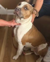 Found/Stray Male Dog last seen Madison Ave and Fifth Ave Prospect Park, PA, Prospect Park, PA 19076