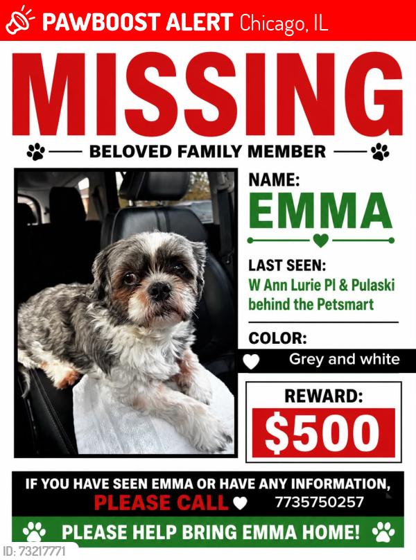 Lost Female Dog last seen Behind shoe Carnival, Pulaski, Chicago, IL 60632