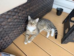 Found/Stray Male Cat last seen Benson near pleasant hill, Benson, NC 27504