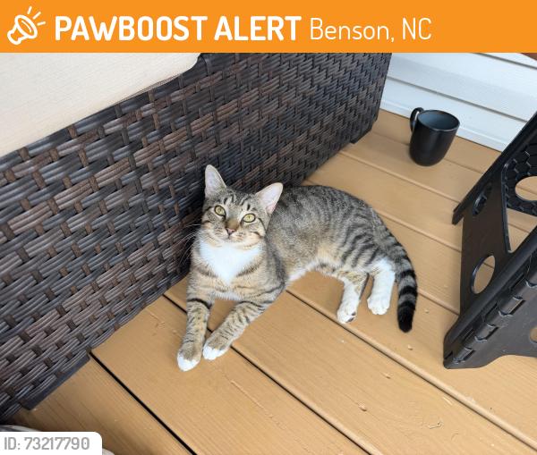 Found/Stray Male Cat last seen Benson near pleasant hill, Benson, NC 27504