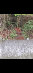 Found/Stray Unknown Dog last seen Us 401 and Ballard rd, Harnett County, NC 27526