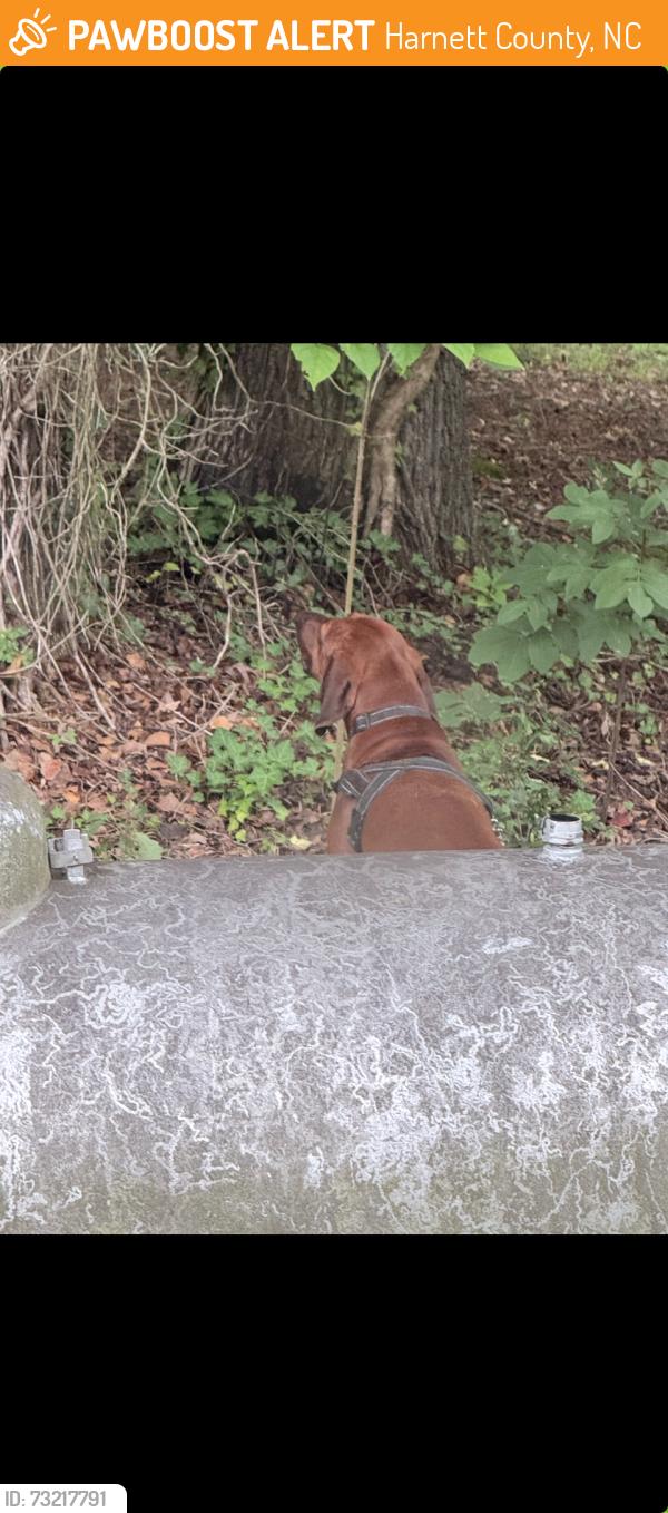 Found/Stray Unknown Dog last seen Us 401 and Ballard rd, Harnett County, NC 27526