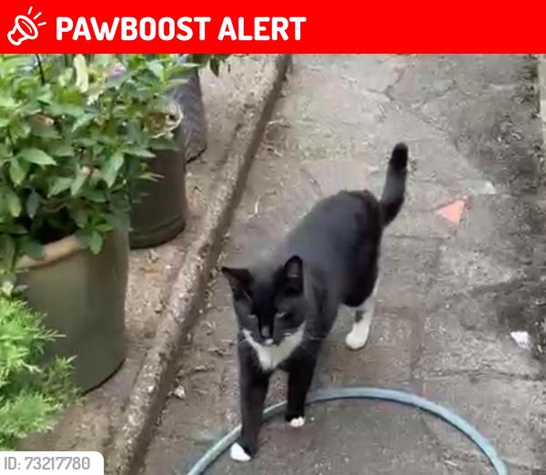 Lost Male Cat last seen Friars Walk N145LP London UK, Greater London, England N14 5LP