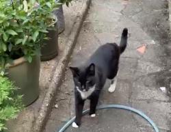 Lost Male Cat last seen Friars Walk N145LP London UK, Greater London, England N14 5LP