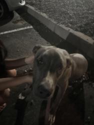 Found/Stray Female Dog last seen Ellison and Cibola loop, Albuquerque, NM 87114