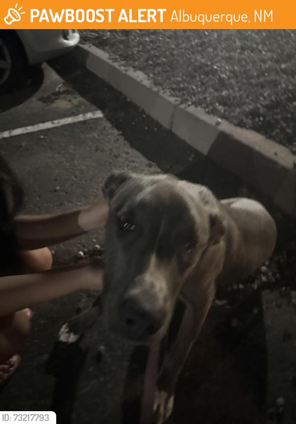 Found/Stray Female Dog last seen Ellison and Cibola loop, Albuquerque, NM 87114