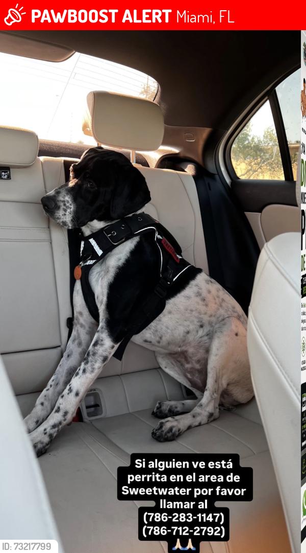 Lost Female Dog last seen 10990sw 26st Zip33165, Miami, FL 33165