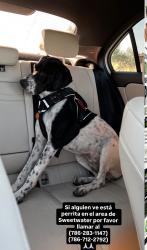 Lost Female Dog last seen 10990sw 26st Zip33165, Miami, FL 33165