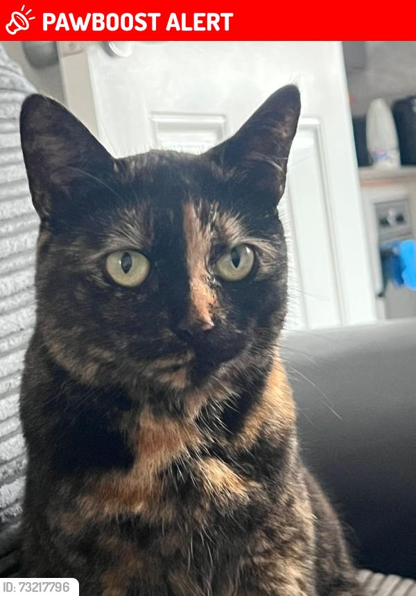 Lost Female Cat last seen Gorton street, eccles, Eccles, England M30 7NB