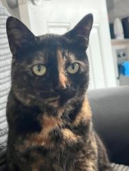 Lost Female Cat last seen Gorton street, eccles, Eccles, England M30 7NB
