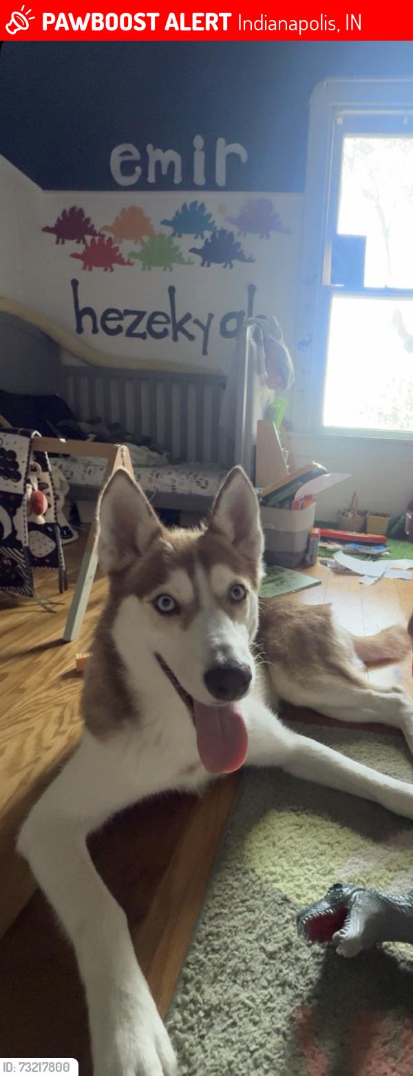 Lost Female Dog last seen Near n pollard St, Indianapolis, IN 46268