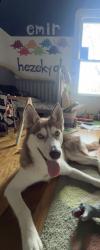 Lost Female Dog last seen Near n pollard St, Indianapolis, IN 46268