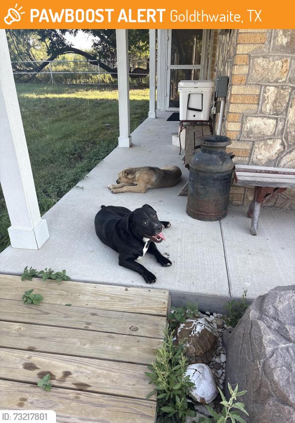 Found/Stray Male Dog last seen North Brown Cemetery, Goldthwaite, TX 76844