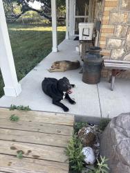 Found/Stray Male Dog last seen North Brown Cemetery, Goldthwaite, TX 76844