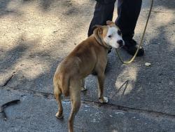 Shelter Stray Female Dog last seen Near BLOCK CHEYENNE ST, DETROIT MI 48227, 7401 Chrysler Dr, Detroit, MI 48211, USA