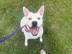 Shelter Stray Male Dog last seen CHARLOTTE, 8315 Byrum Dr, Charlotte, NC 28217, USA