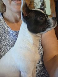 Reunited Female Dog last seen Buggy Hubb Trail, Athens, Texas, Athens, TX 75751