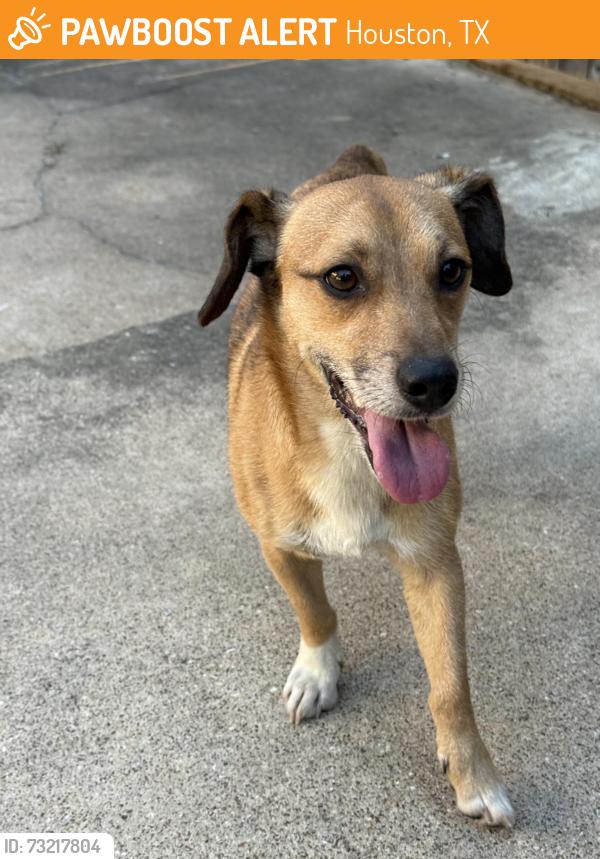 Found/Stray Male Dog last seen Western Village Ln & Shadow Wood Dr, Houston, TX 77043