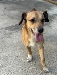 Found/Stray Male Dog last seen Western Village Ln & Shadow Wood Dr, Houston, TX 77043
