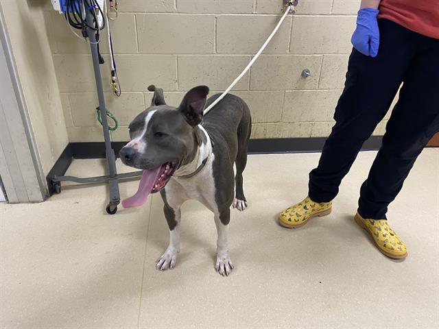 Shelter Stray Male Dog last seen Near BLOCK S 29TH ST, 3839 W Burnham St, West Milwaukee, WI 53215, USA