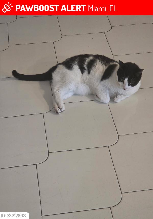 Lost Male Cat last seen Near sw 98th Street, Miami, FL 33186