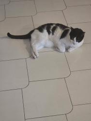 Lost Male Cat last seen Near sw 98th Street, Miami, FL 33186