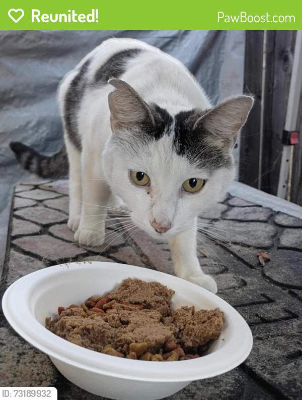 Reunited Male Cat last seen Cherryland- Blossom way, Cherry way, montgomery st. Or Western blvd, Hayward, CA 94541