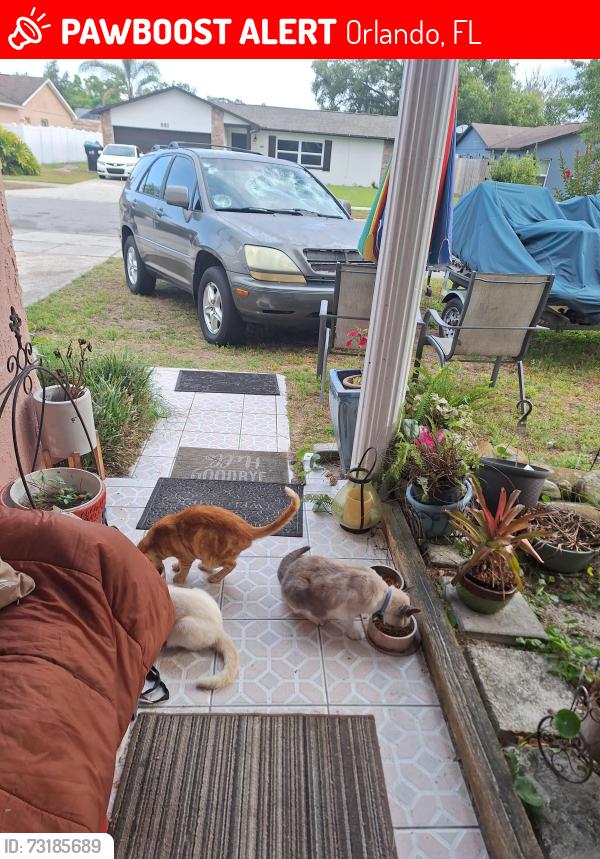 Lost Male Cat last seen Lake Underhill and Dean, Orlando, FL 32825