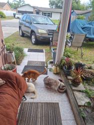 Lost Male Cat last seen Lake Underhill and Dean, Orlando, FL 32825