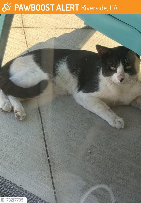 Found/Stray Male Cat last seen Washington/Nandina/Laurel Grove, Riverside, CA 92570